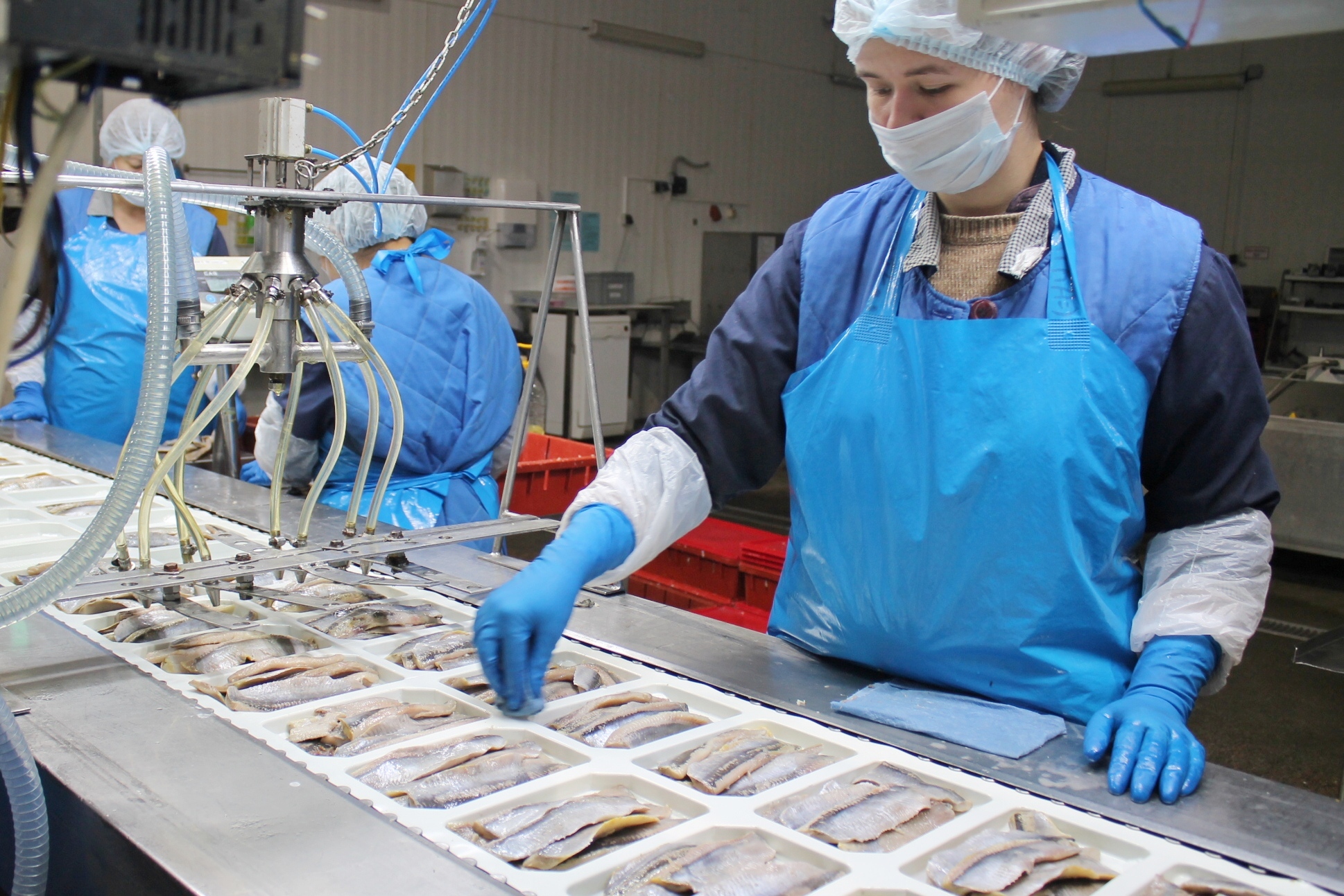 Сосновоборский рыбоперерабатывающий завод продолжает внедрять инструменты бережливого производства на новых производственных площадках.