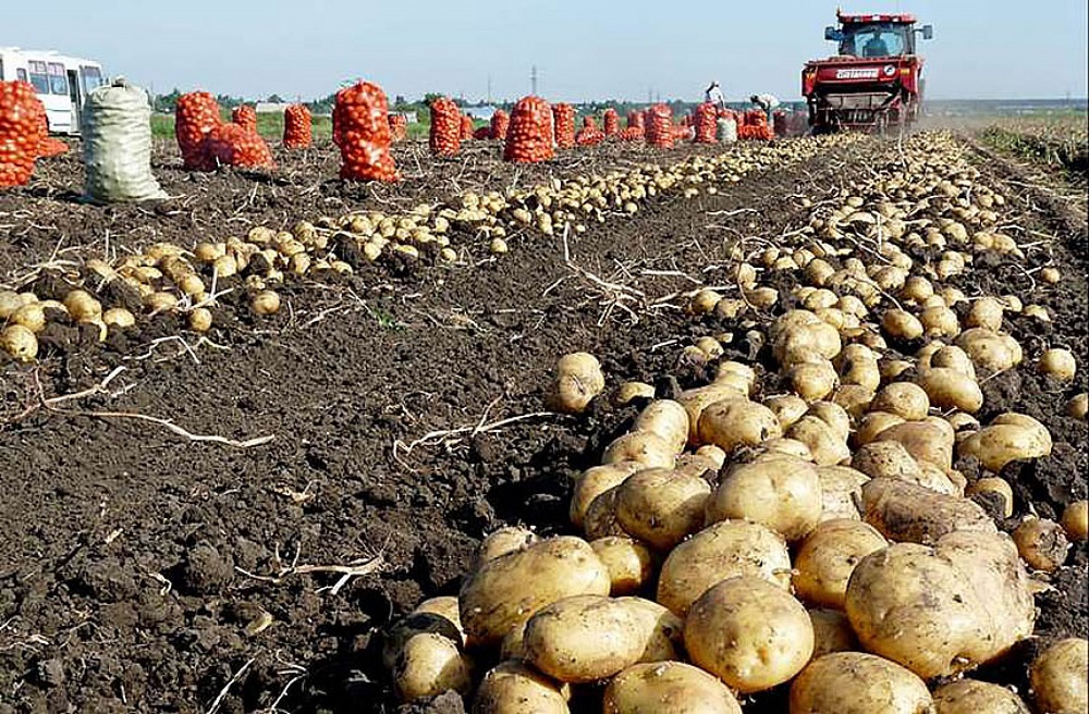 О субсидировании затрат на поддержку производства картофеля и овощей открытого грунта.