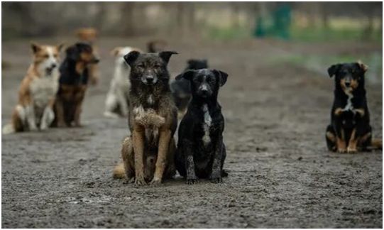 С февраля по апрель 2022 года на территории Богучанского района будет проводиться отлов животных без владельцев (собак)..